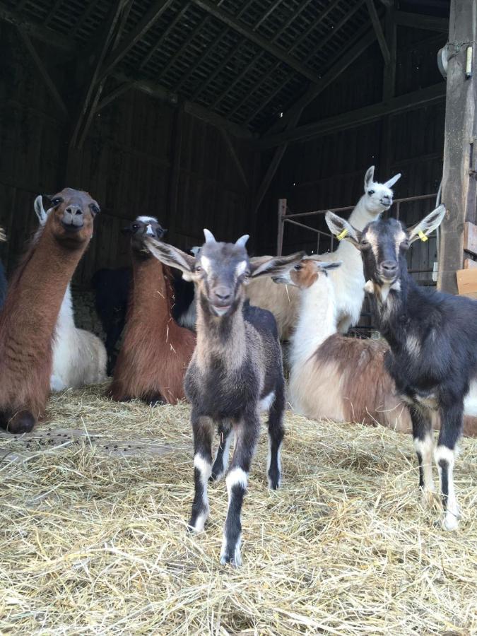 The Llama Farm France Saint-Cyr-Les-Champagnes Exterior photo