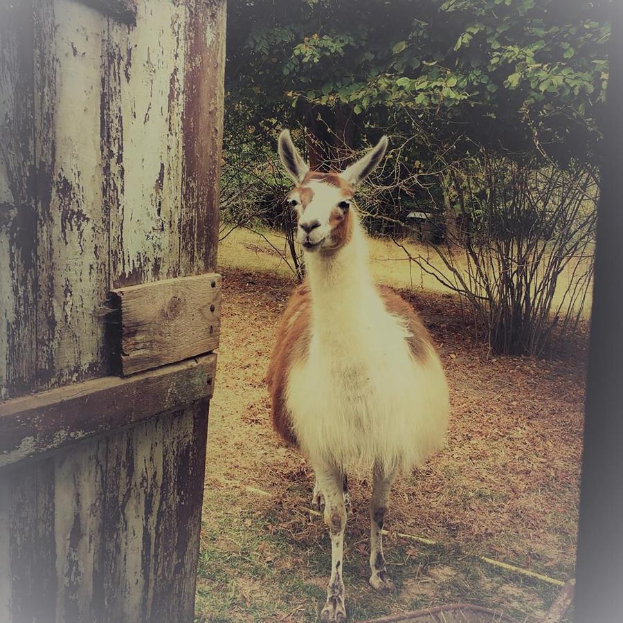 The Llama Farm France Saint-Cyr-Les-Champagnes Exterior photo